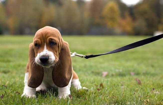 Central Chandler - Foto 23