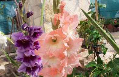 Apartments Jeličić - Foto 78