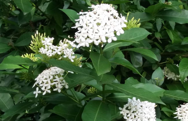 Condo Del Cielo - Foto 61