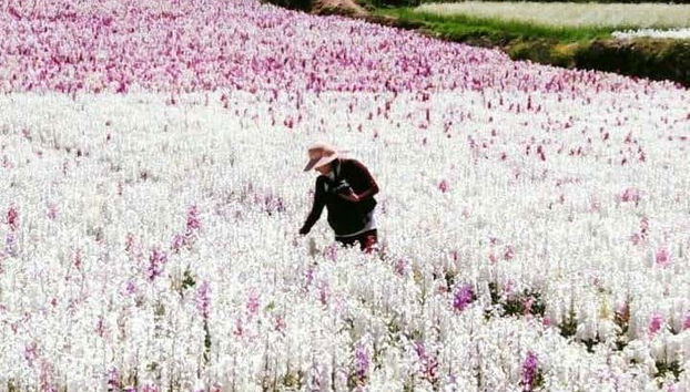 Valley of the Flowers Tour - Foto 4