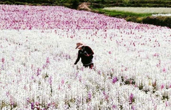 Tour della Valle de las Flores - Foto 4