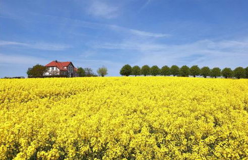 Seeschwalbe - Foto 26