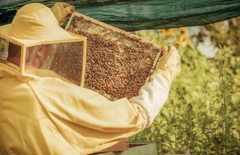 La Casa Delle Api - Photo 12