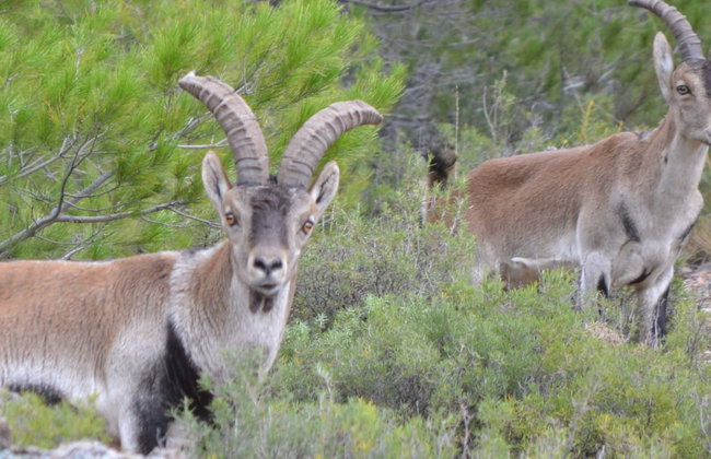 Tour en 4x4 por las Sierras de Cazorla, Segura y Las Villas - Foto 1