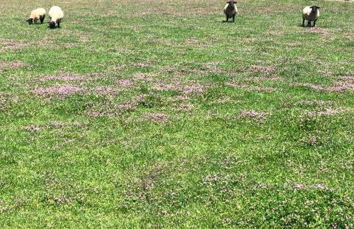 Casa dos meus avós -Villas - Gaia & Porto - Foto 61