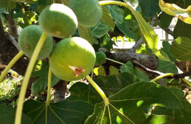 Apartments Tanya - Foto 72