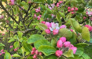 Troon Centre Seaside Retreat -Apt close to Beach Golf and Surf - Foto 41