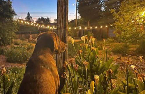 Charming dog-friendly home next to regional park - Foto 33