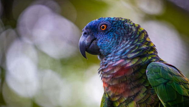 Avistamiento de aves en Castries Waterworks - Foto 2, Las coloridas aves en Rainforest Santa Lucía