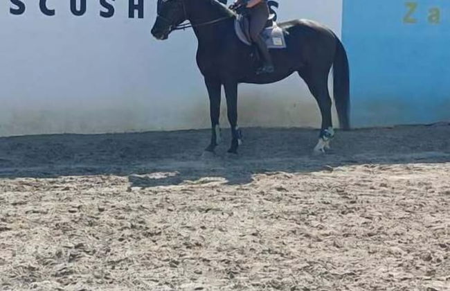 ESCUS HORSES - Foto 20