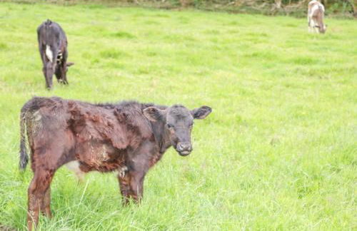 Braeside Farm House - Foto 22