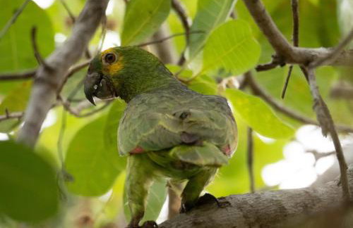 Barco Casa Pantanal Toca da Onça - Photo 59