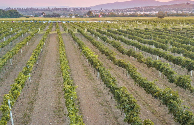 Dégustation de vin à la cave Freixenet + Dégustation de fromage à la cave Bocanegra - Photo 1