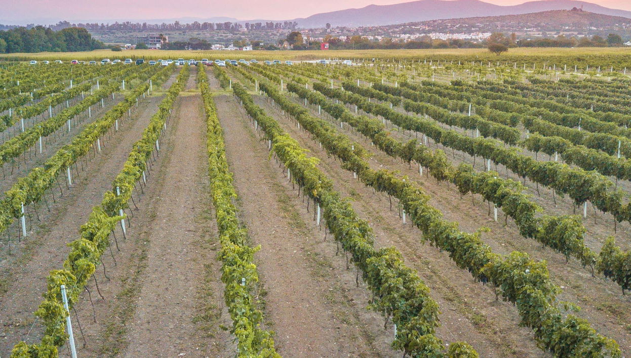 Dégustation de vin à la cave Freixenet + Dégustation de fromage à la cave Bocanegra