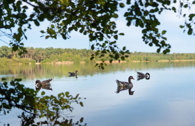Sunparks Kempense Meren - Foto 46