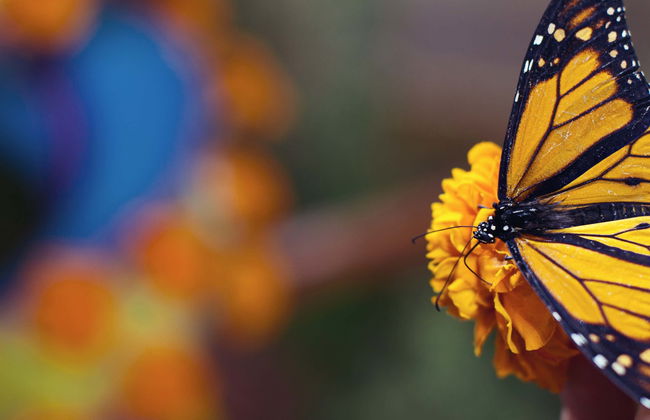 Tour in Valle de Bravo - Foto 1