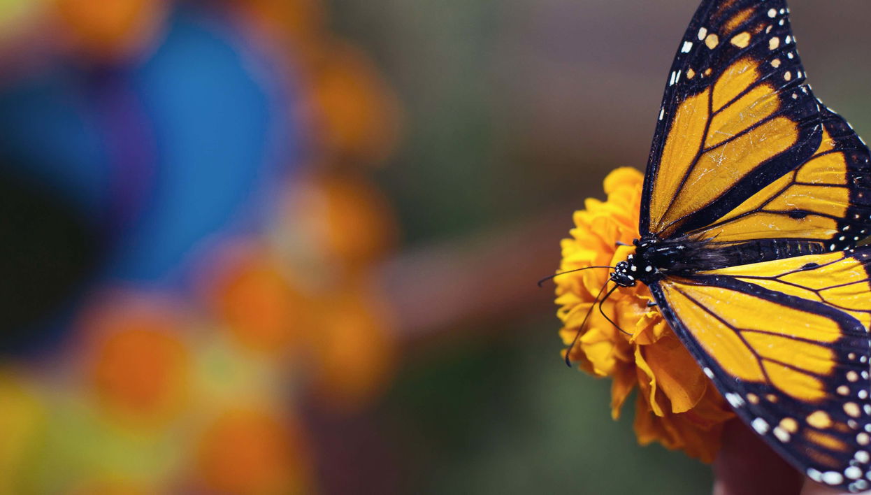 Tour in Valle de Bravo - Photo 1