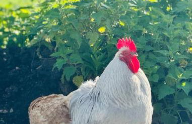 Come and stay at Little Wick - Foto 31