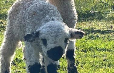 Dozmary Cottage - Foto 4