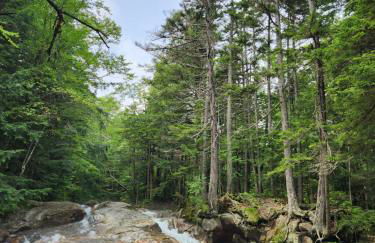 Backyard Bliss in the White Mountains - Foto 16