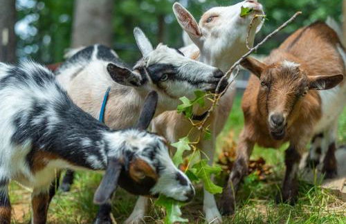 Funtastic Retreat! PS5, View, Goats, Hot Tub, Karaoke - Foto 37