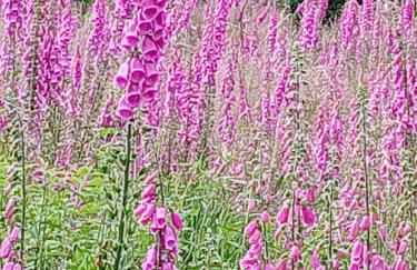 Ferienwohnungen Rump - Foto 27