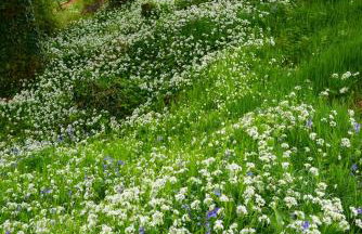 Shamrock Cottage - Foto 62