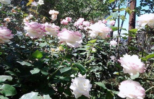 Glaros Home - Foto 43