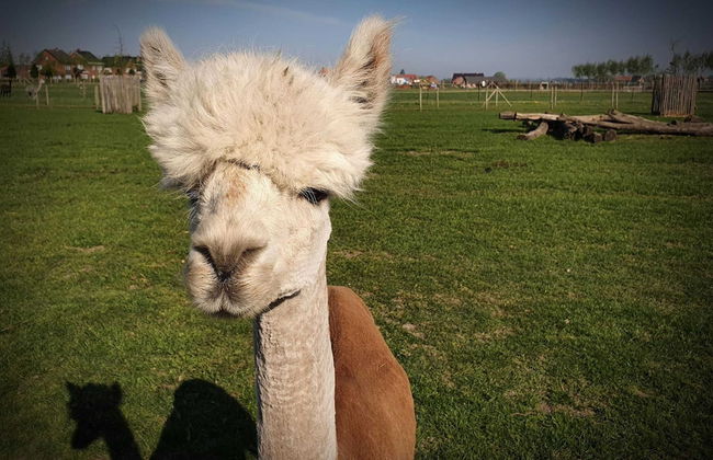 Tasteful Mansion in Lichtervelde with Hot Tub - Photo 57