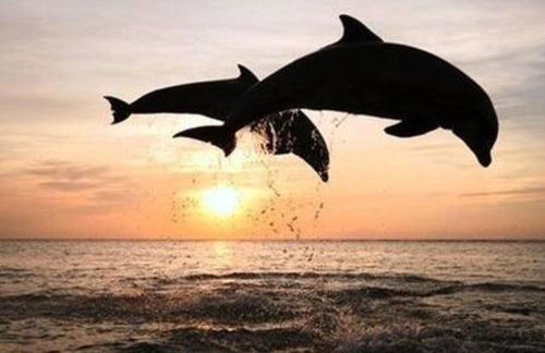 Oceanfront Cottage - Pool Beach Access Oceanview - Foto 21