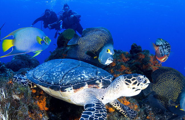 Scuba Diving in Cozumel - Photo 1