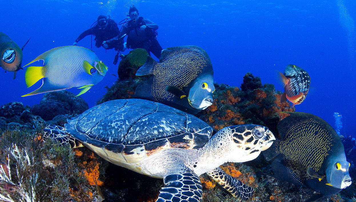 Bautismo de buceo en Cozumel