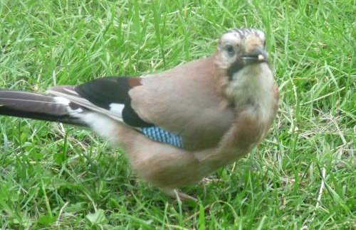 Gilberts End Farm - Foto 35