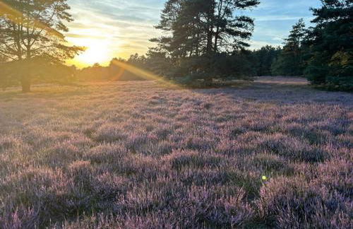 Heidegut Eschede Reitsportanlage und Feriendorf - Foto 46