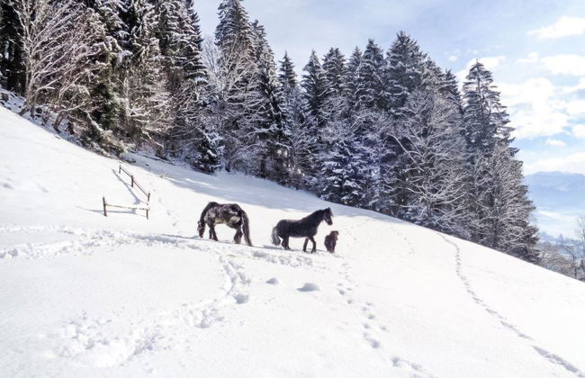 Ferienhof Sonnseitn - Foto 29