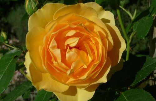 Podere Sant'Angelo - Foto 38