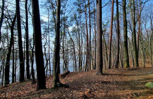 Czereśniowy skrzat II - Foto 7