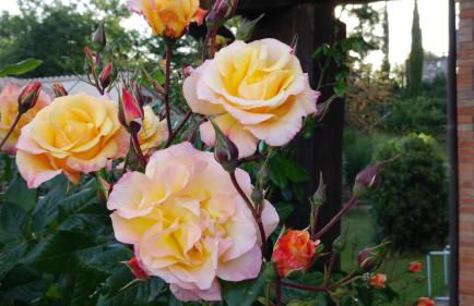 Podere Sant'Angelo - Foto 14