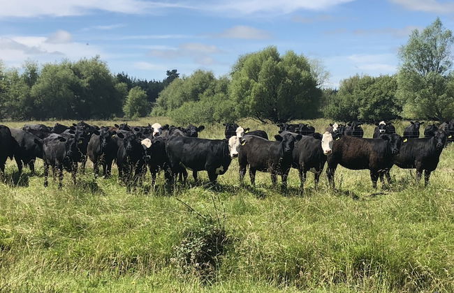 Pahau Downs High Quality Farmstay - Foto 11