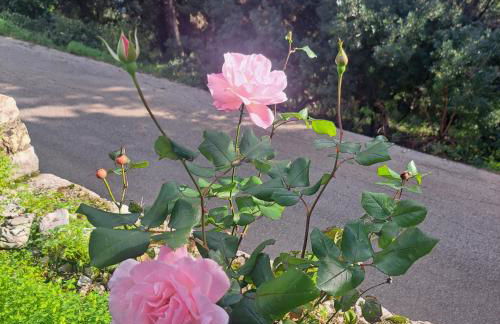 Kerasia Villas - 4 apartments & cottage - Photo 37