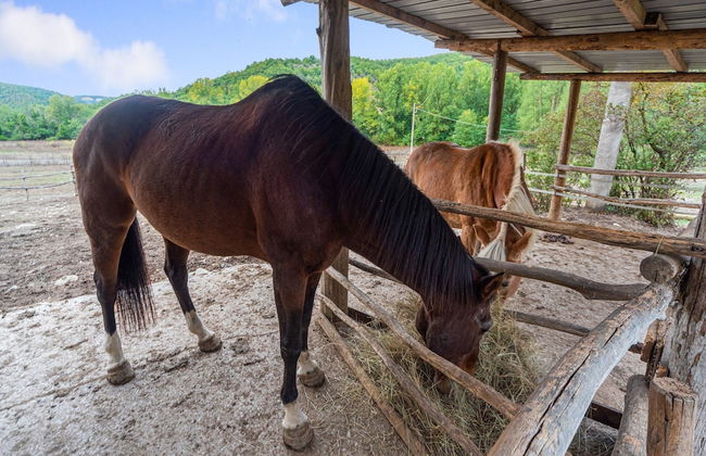 Holiday Home in Ficulle Near Monte Peglia - Foto 21