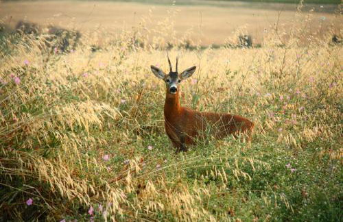 Agriturismo Podere del Vescovo - Foto 18