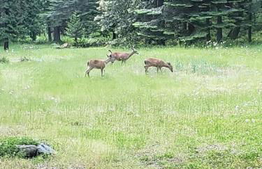 Orchard House! Recharge at Peaceful Nature Escape - Foto 42