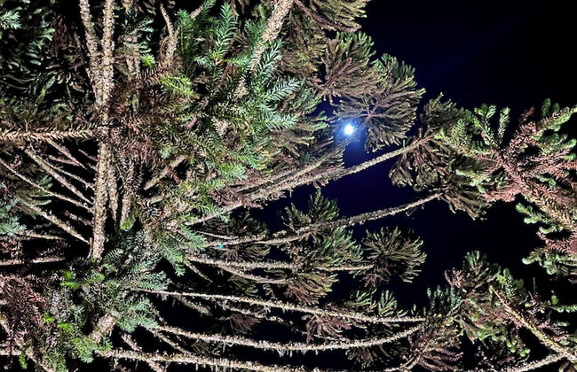 Bulawayo Lodge - Foto 46