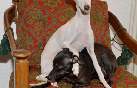 Ferienhaus Frei 1 Hinterzarten - Foto 32