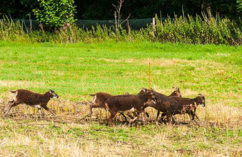 Ferienhaus Ostseewind - ABC583 - Foto 16