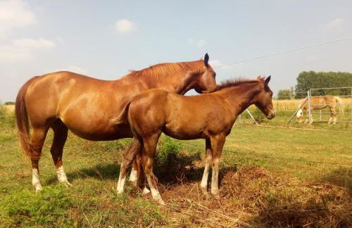 Agriturismo Adriano Pedretti - Foto 15