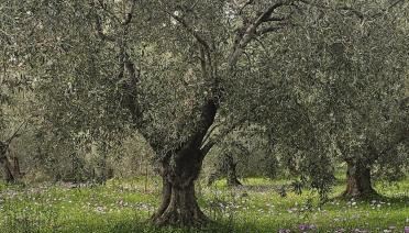 Sea view Goldins house - Foto 3