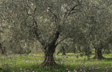 Sea view Goldins house - Foto 3