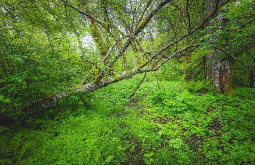 Rainforest Tiny Home Rustic - Foto 24